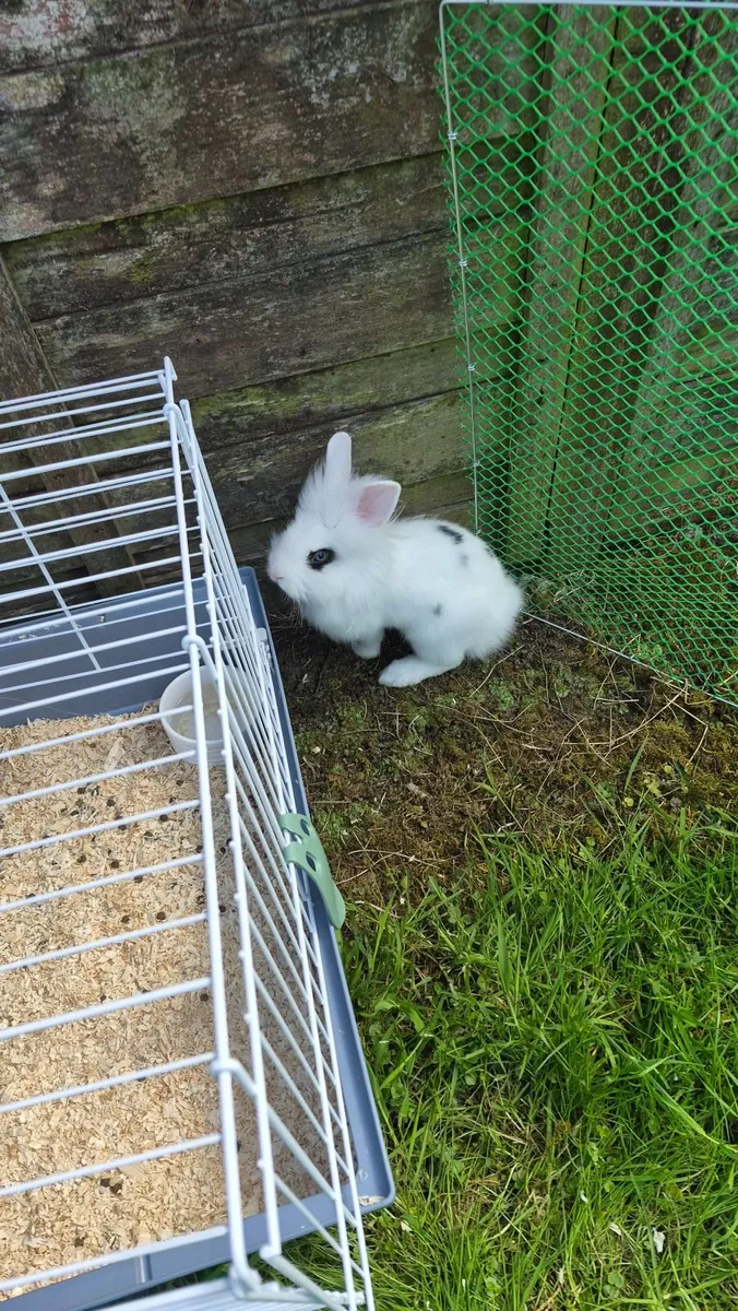 Bunny Rabbit with cage and fence - Image 1
