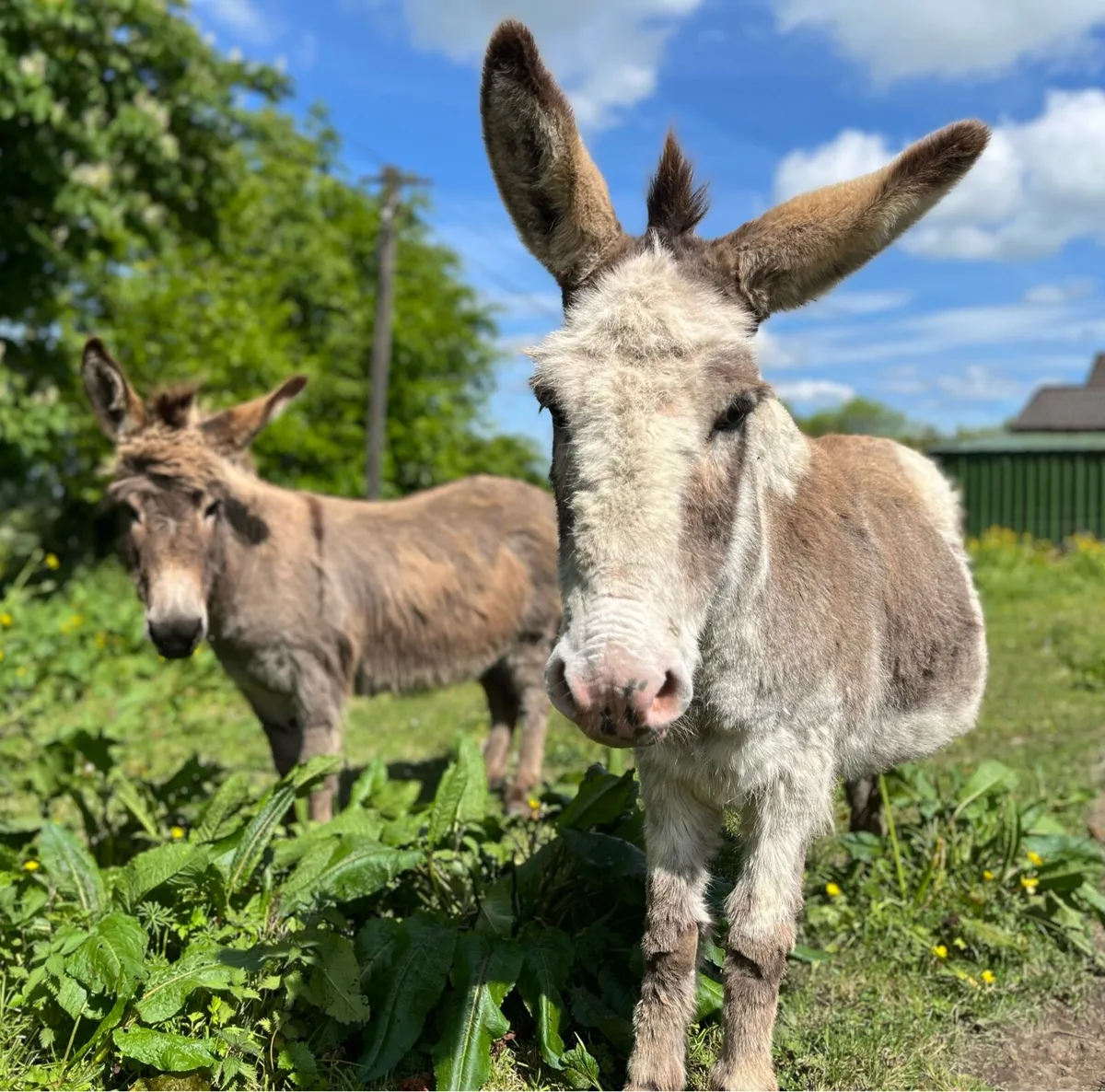 Two Donkeys Both Mare’s / Mother & Daughter - Image 2