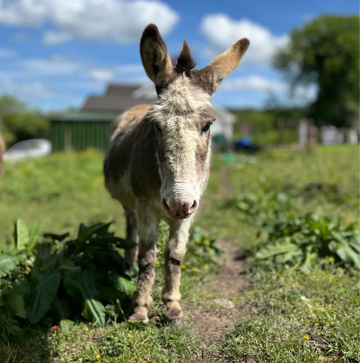 Two Donkeys Both Mare’s / Mother & Daughter - Image 3