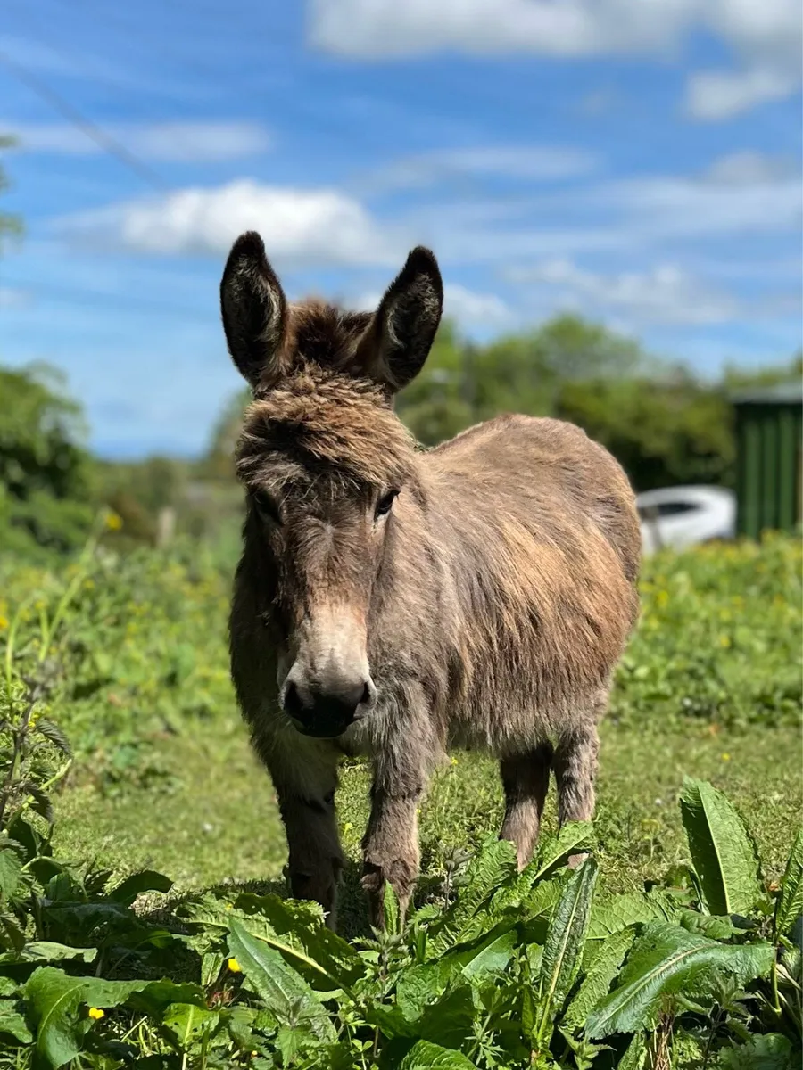 Two Donkeys Both Mare’s / Mother & Daughter - Image 4