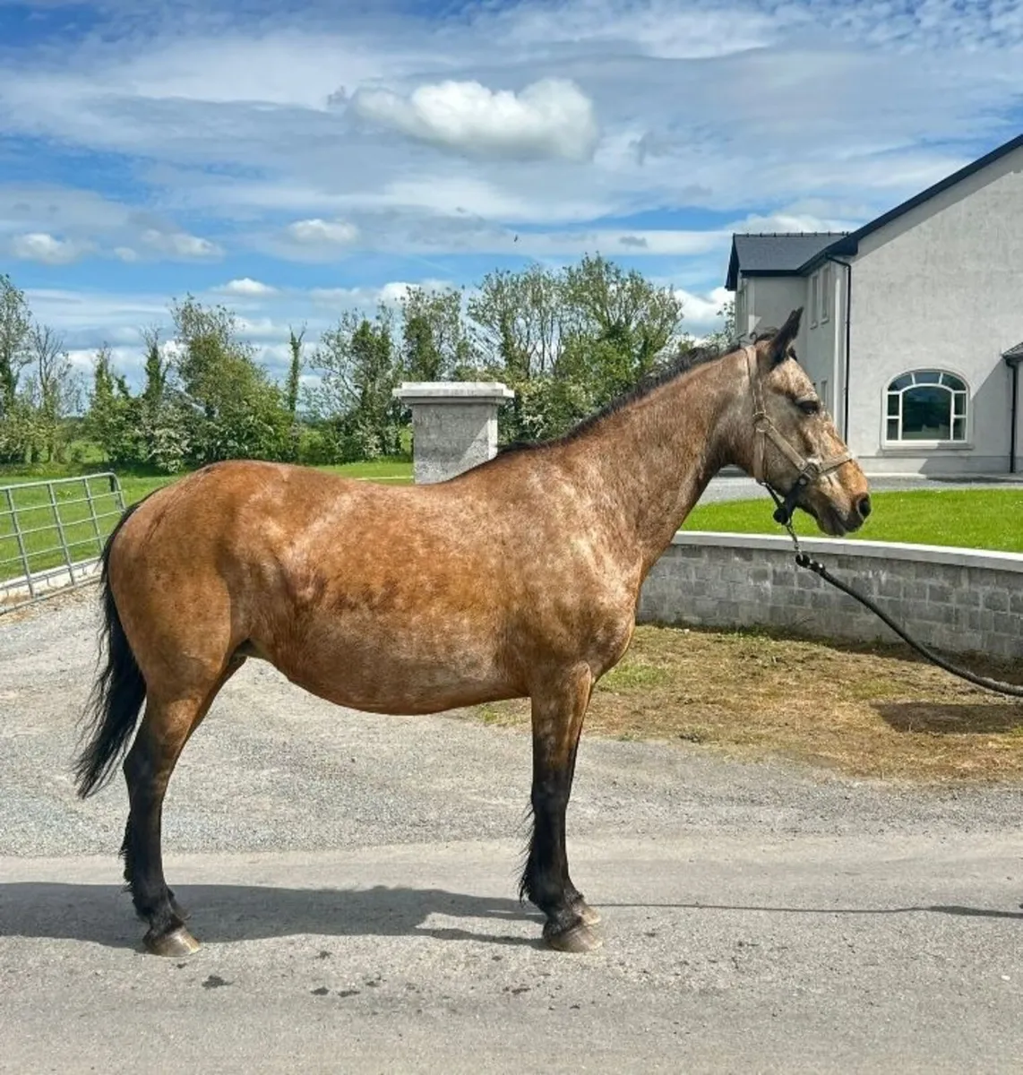 Dun Mare - Image 2