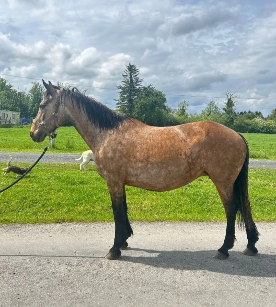 Dun Mare - Image 1