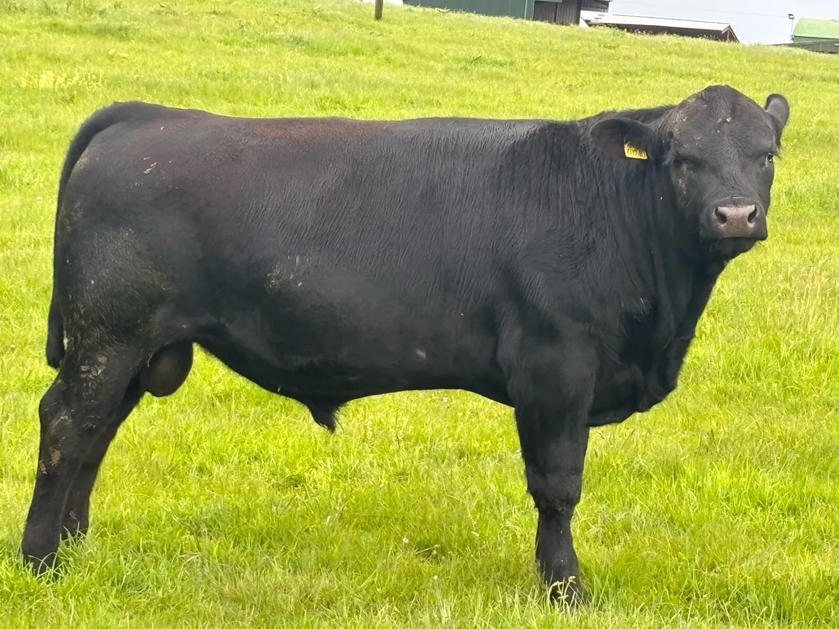 Aa bulls - Image 2