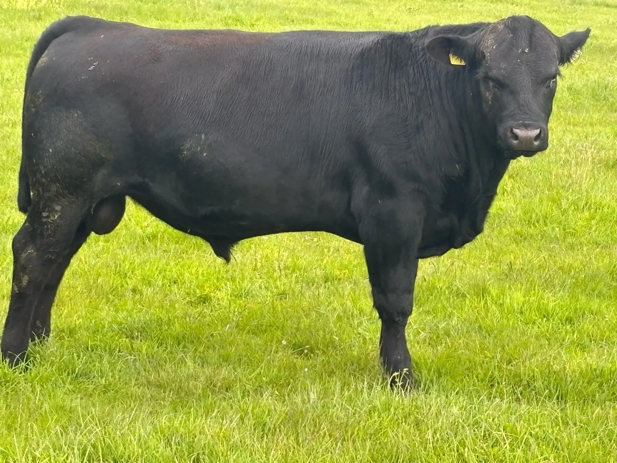 Aa bulls - Image 3