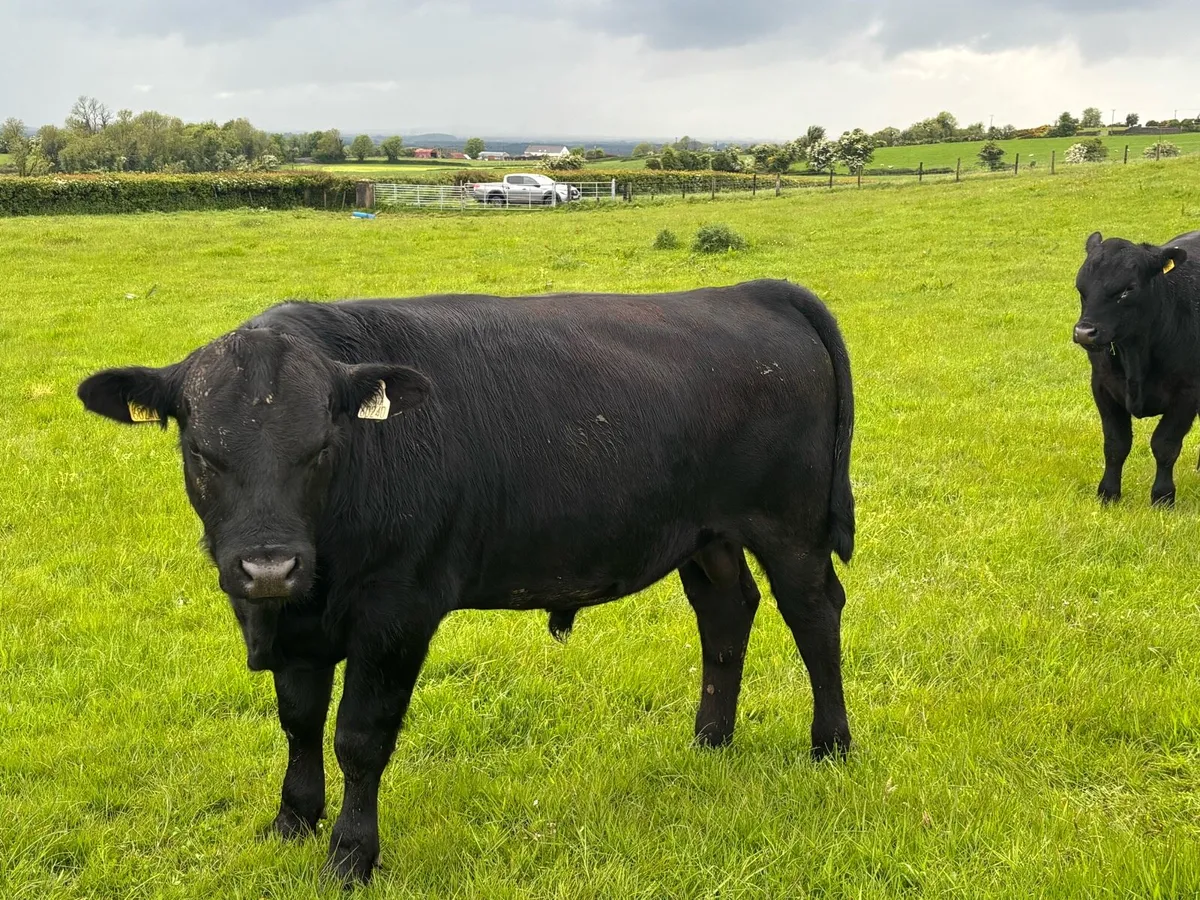 Aa bulls - Image 4