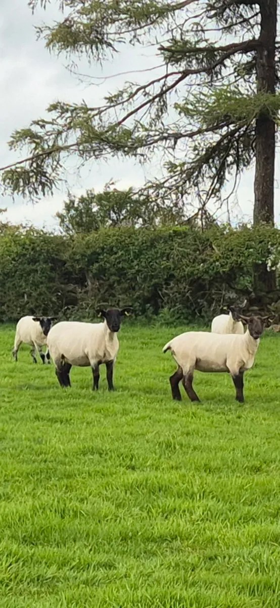 Top quality Hoggets - Image 2