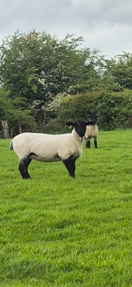 Top quality Hoggets - Image 1
