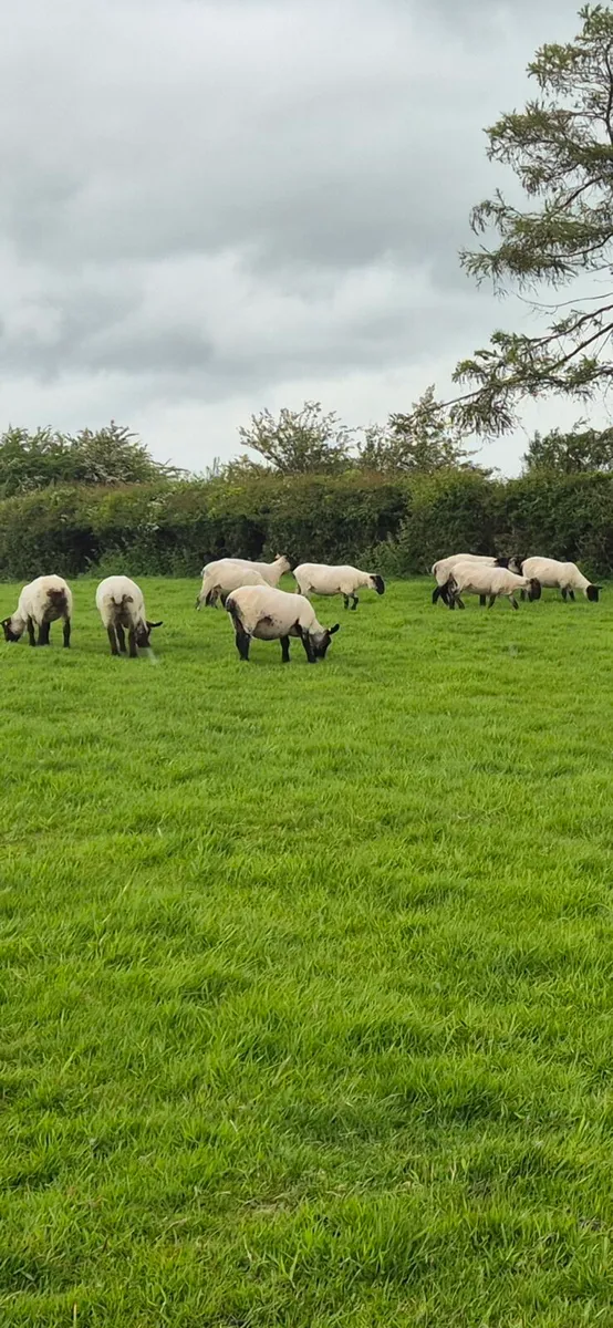 Top quality Hoggets - Image 3