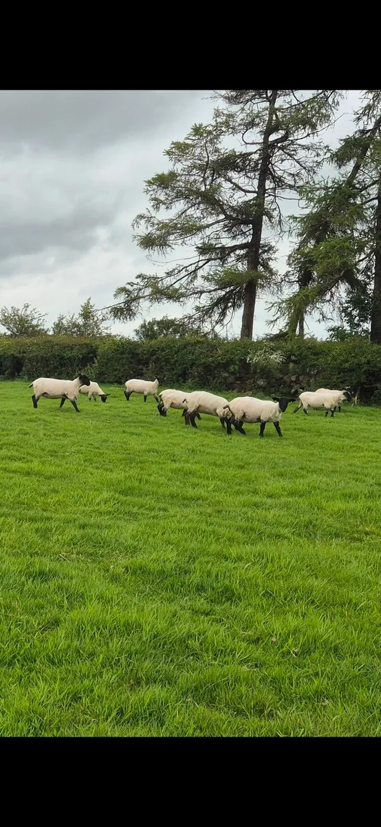 Top quality Hoggets - Image 4