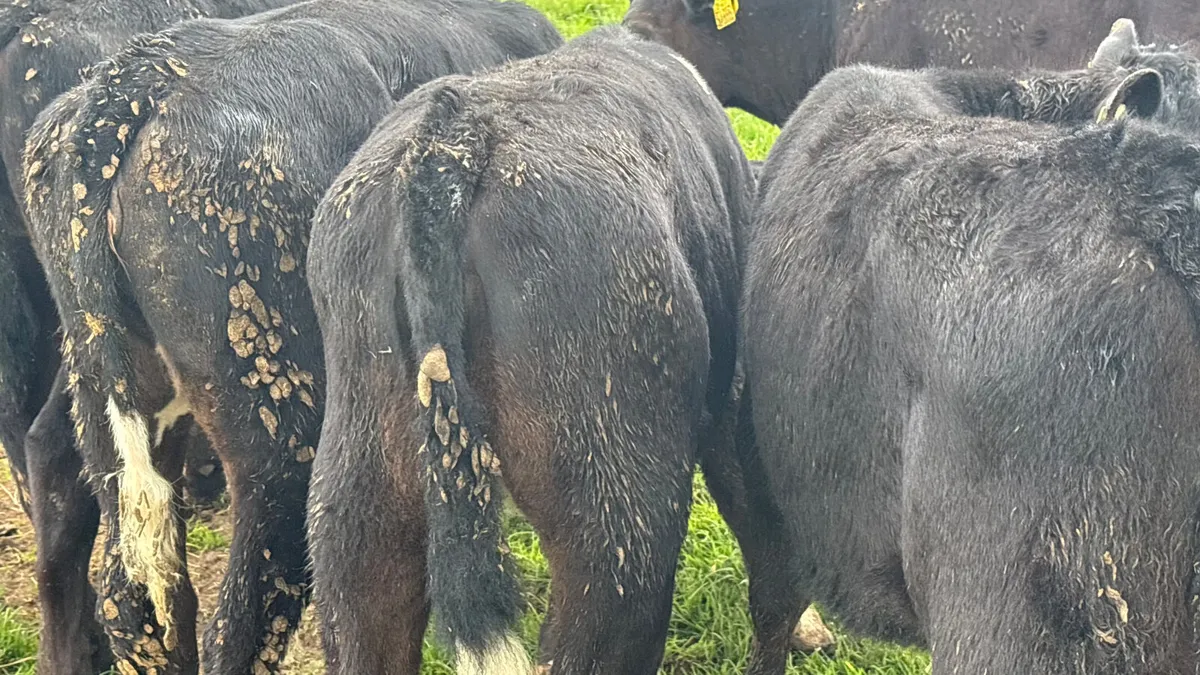 6 Aberdeen Angus Heifer Runners - Image 4