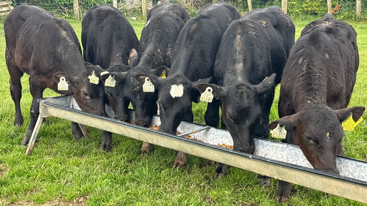 6 Aberdeen Angus Heifer Runners - Image 1