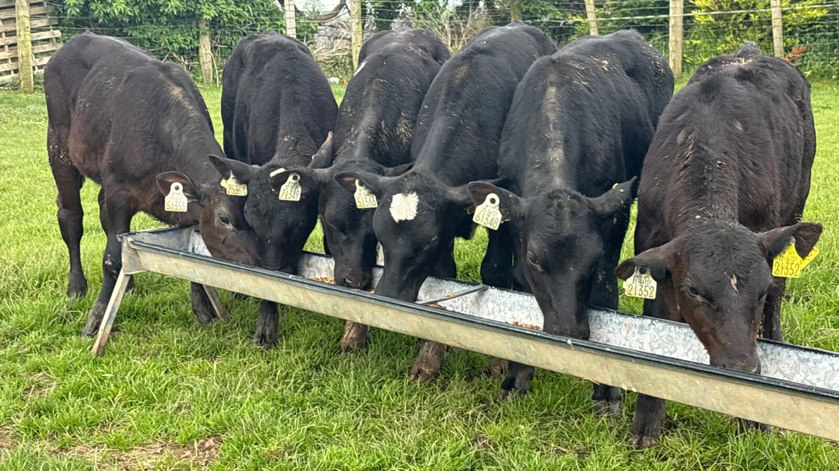 6 Aberdeen Angus Heifer Runners - Image 3