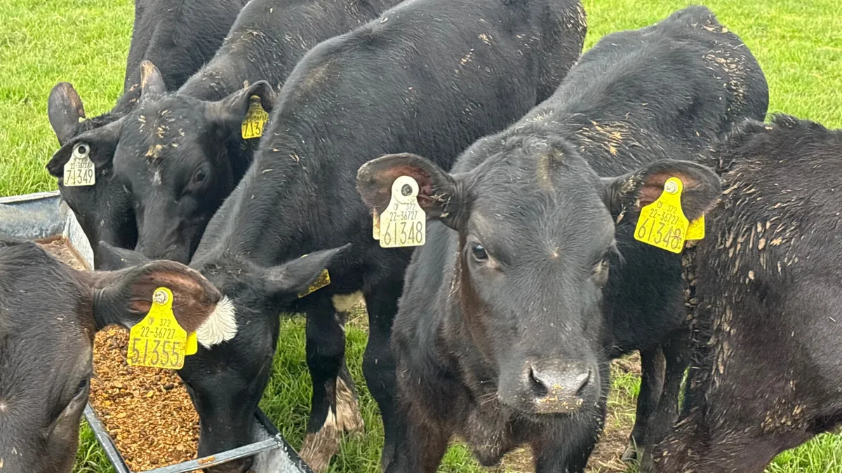 6 Aberdeen Angus Heifer Runners - Image 2