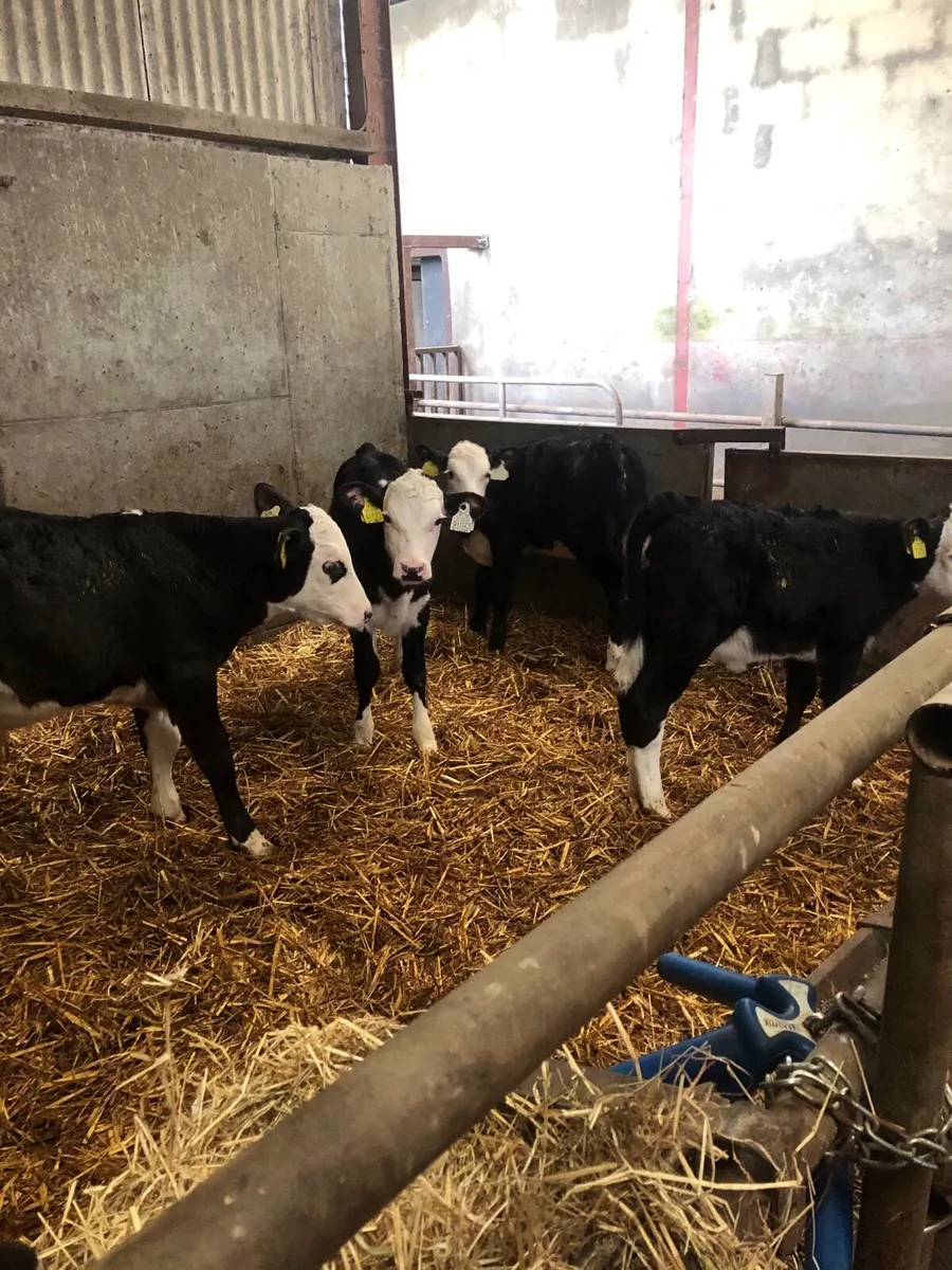 Beef calves - Image 2