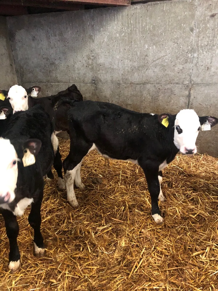 Beef calves - Image 1