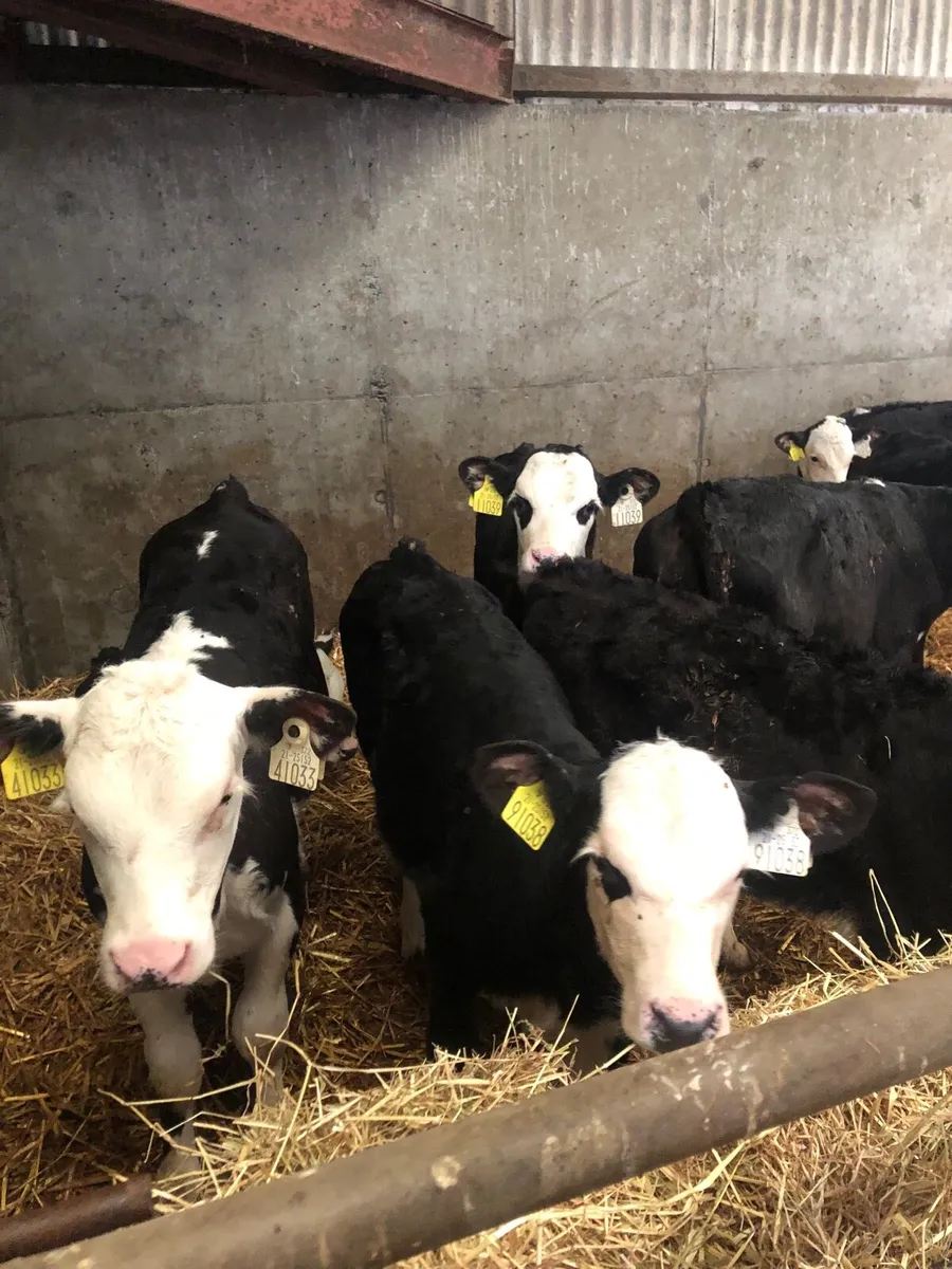 Beef calves - Image 3