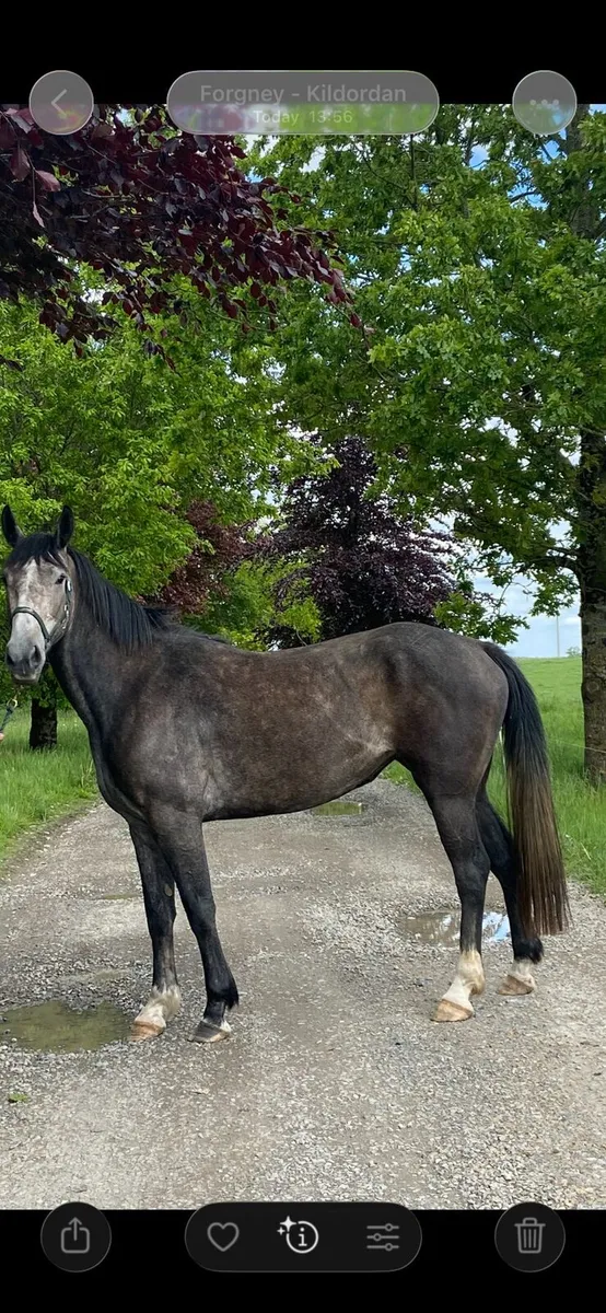 Connemara X Draught cross. - Image 1