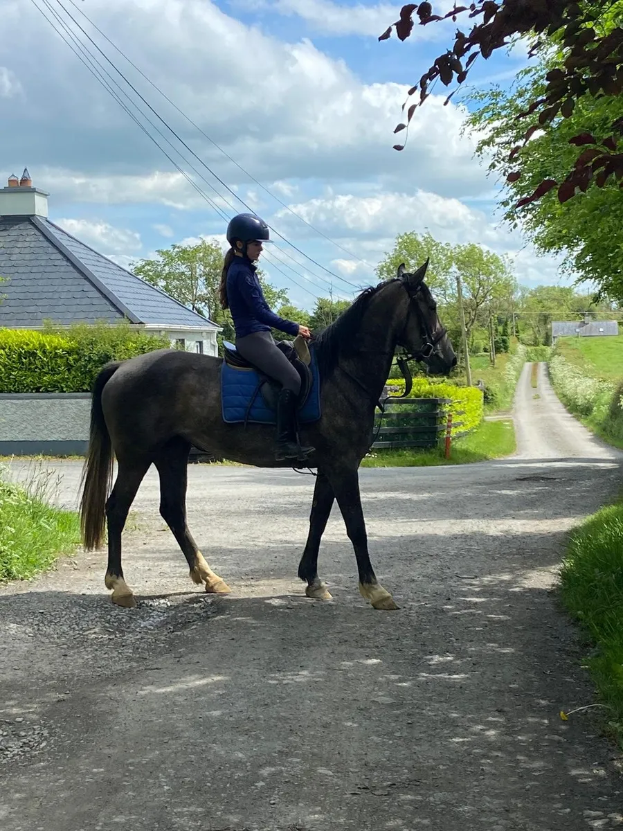 Connemara X Draught cross. - Image 2