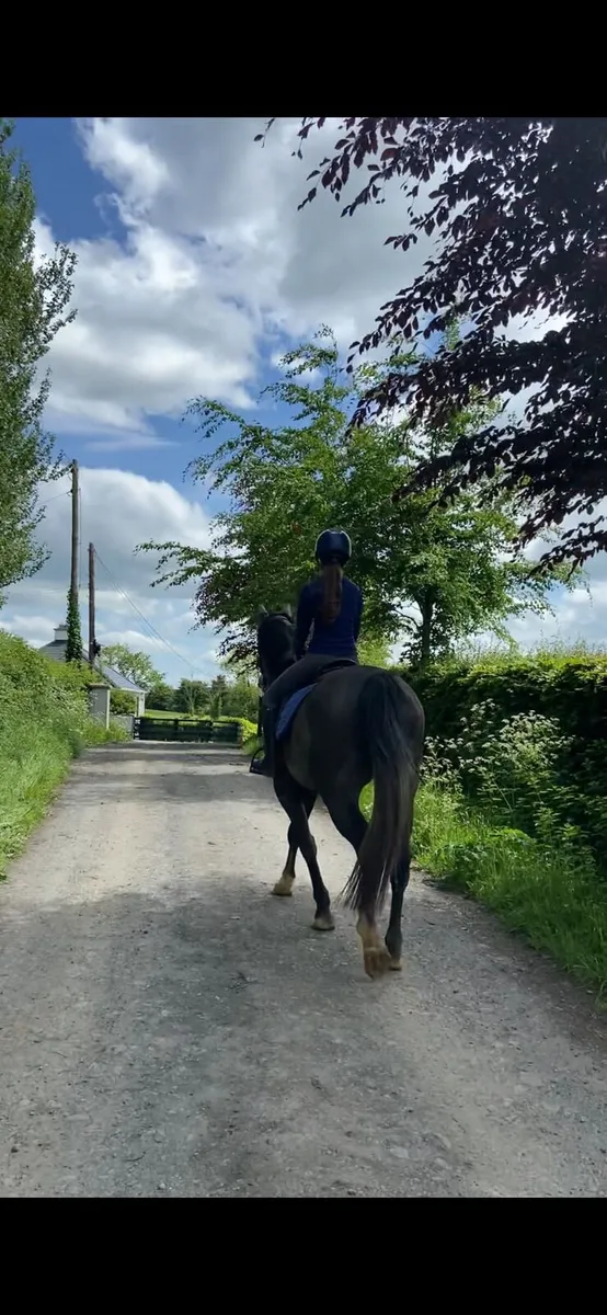 Connemara X Draught cross. - Image 3