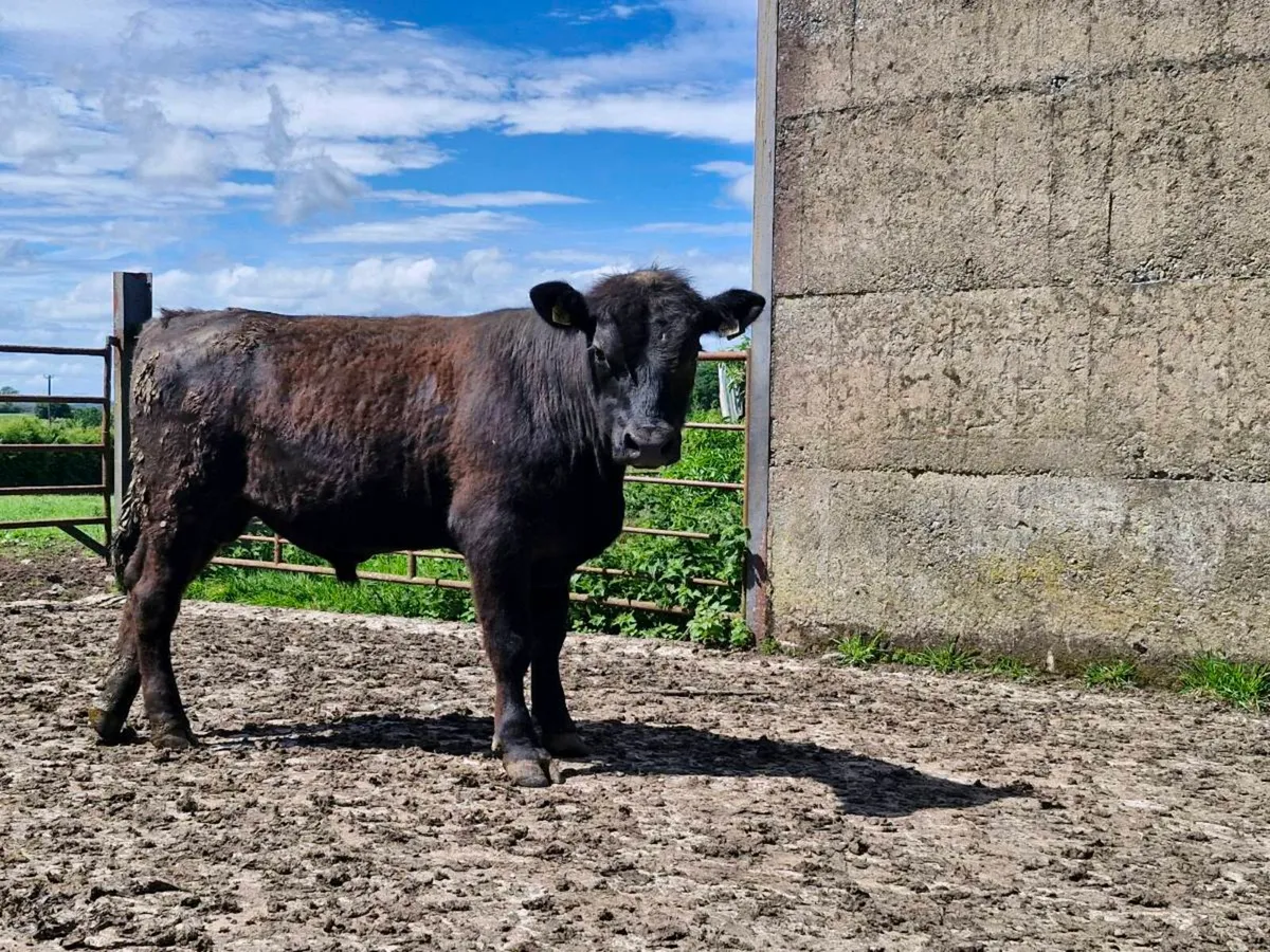 Aberdeen Angus Bull - Image 1