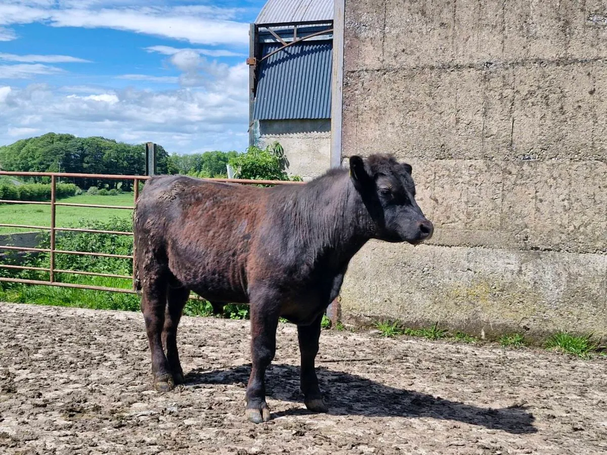 Aberdeen Angus Bull - Image 2
