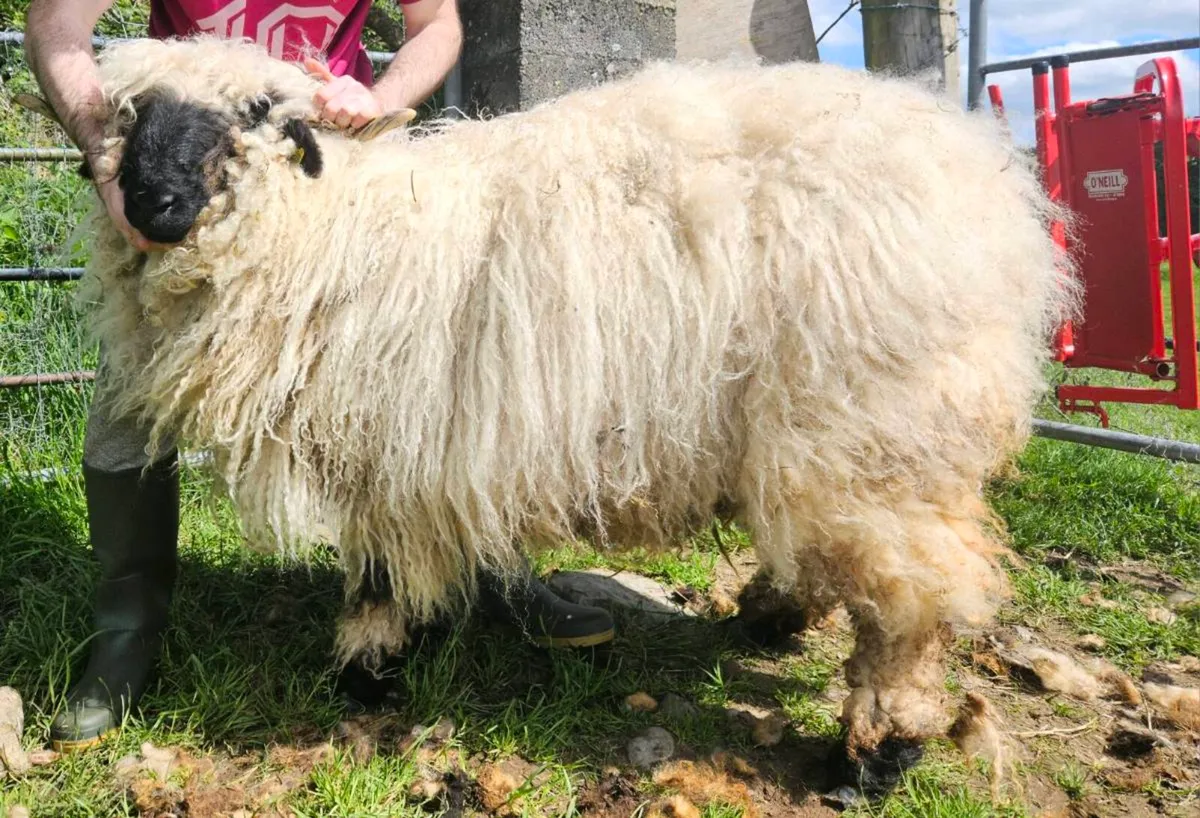 Valais Blacknose - Image 1