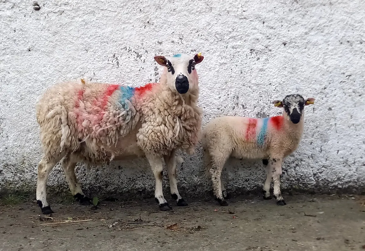 KERRYHILL EWE WITH  RAM  LAMB