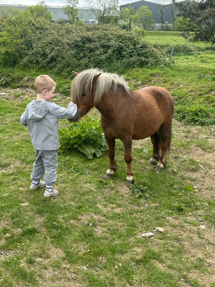 Shetland mare - Image 1