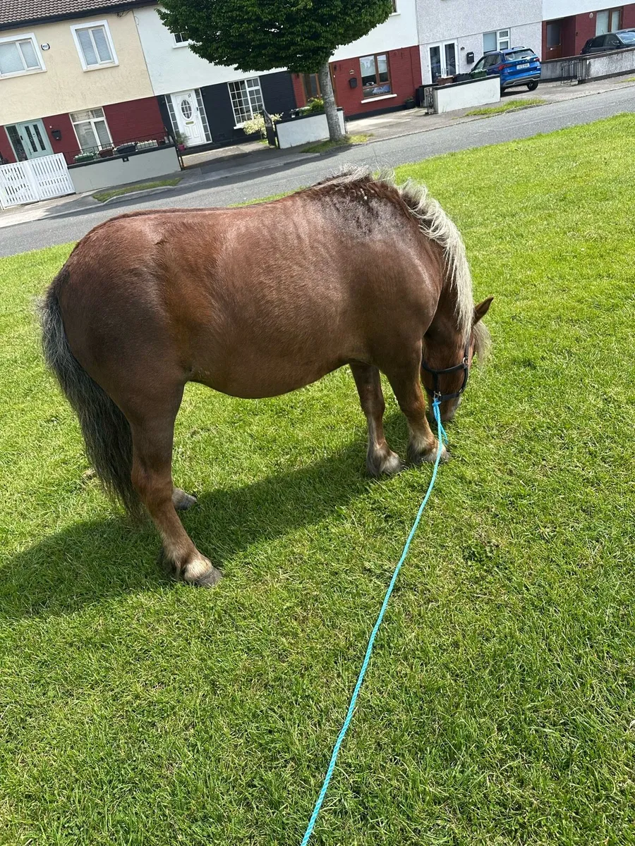 Shetland mare - Image 2