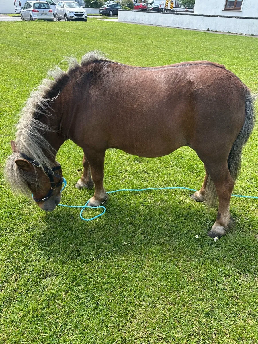 Shetland mare - Image 3