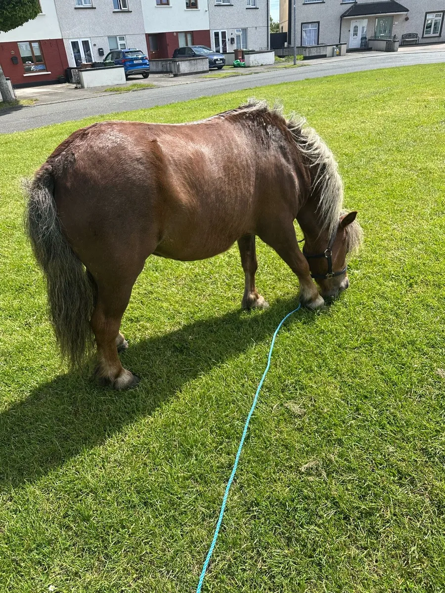 Shetland mare - Image 4