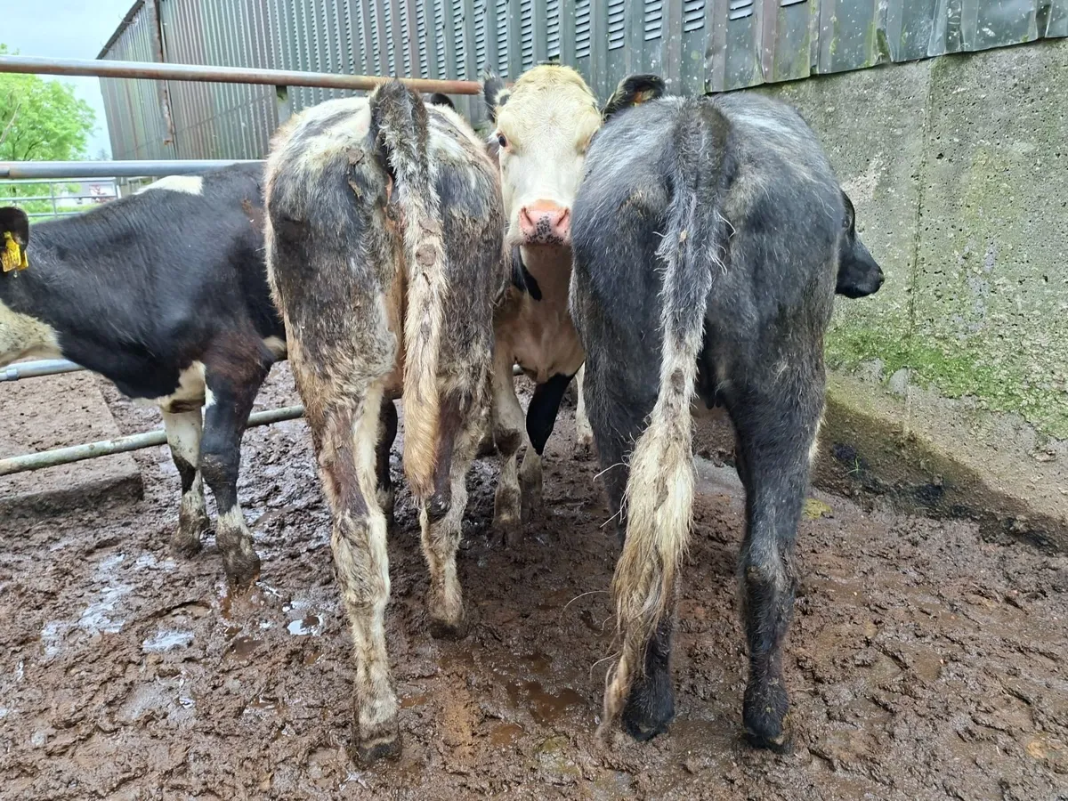 Blue and Hereford Heifers - Image 1