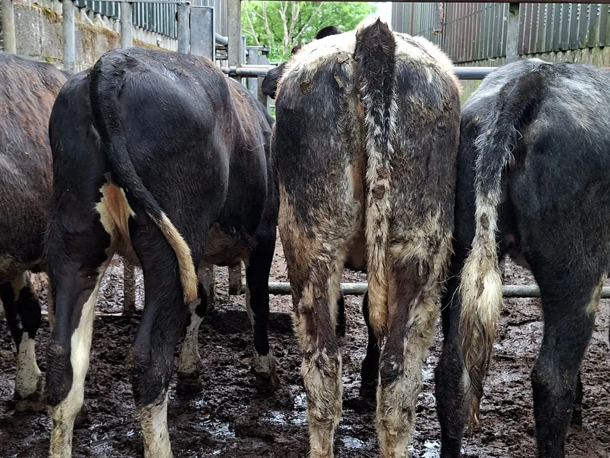 Blue and Hereford Heifers - Image 2