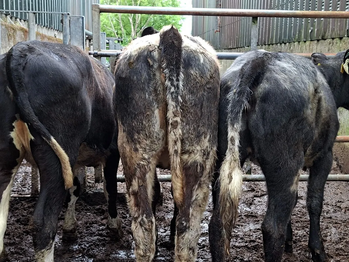 Blue and Hereford Heifers - Image 3