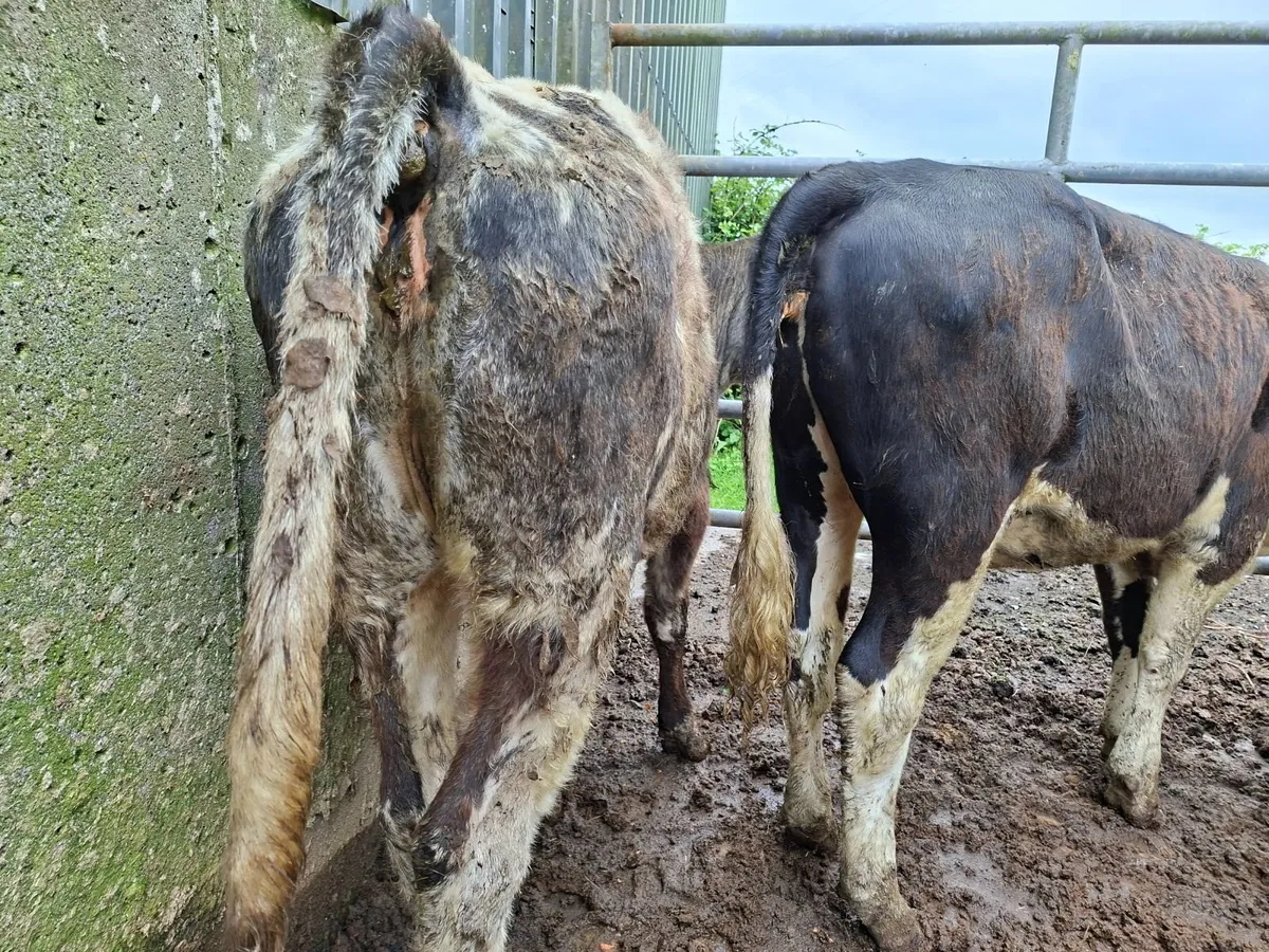 Blue and Hereford Heifers - Image 4