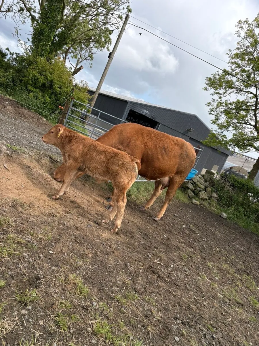 2 first calved limousine cows with ai bred calves - Image 2