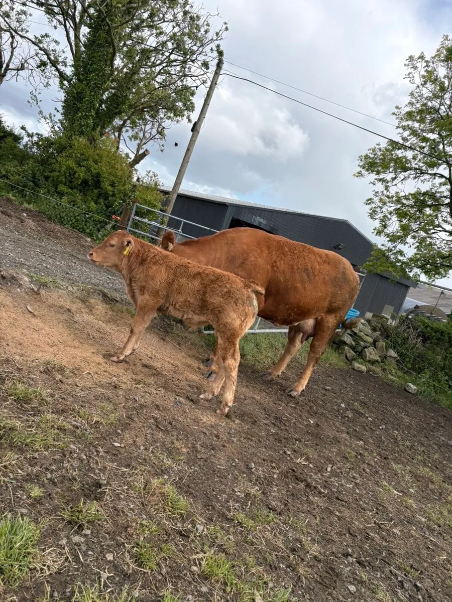 2 first calved limousine cows with ai bred calves - Image 3