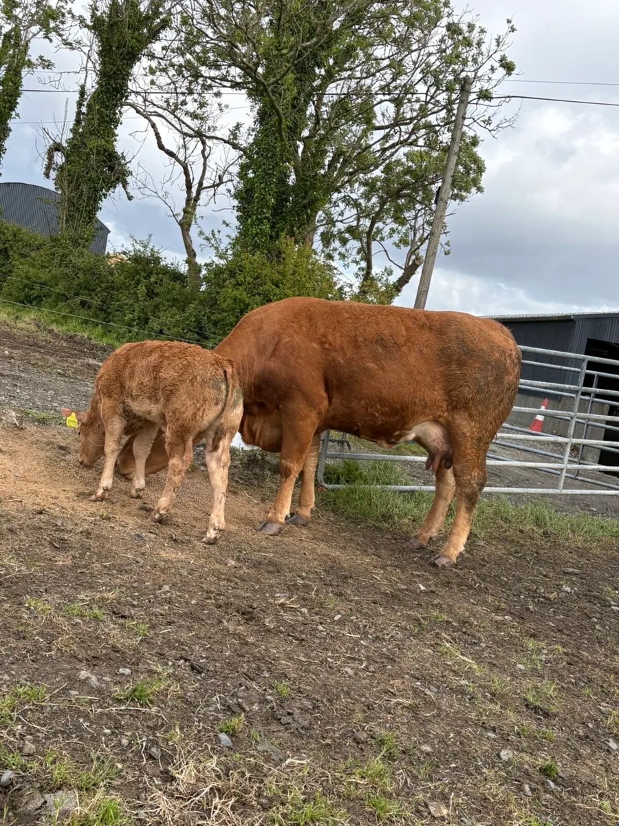 2 first calved limousine cows with ai bred calves - Image 4