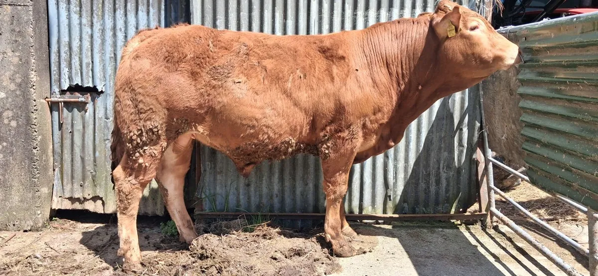 Super Pedigree Limousin Bull   🌟 🌟 🌟 🌟 🌟 - Image 1