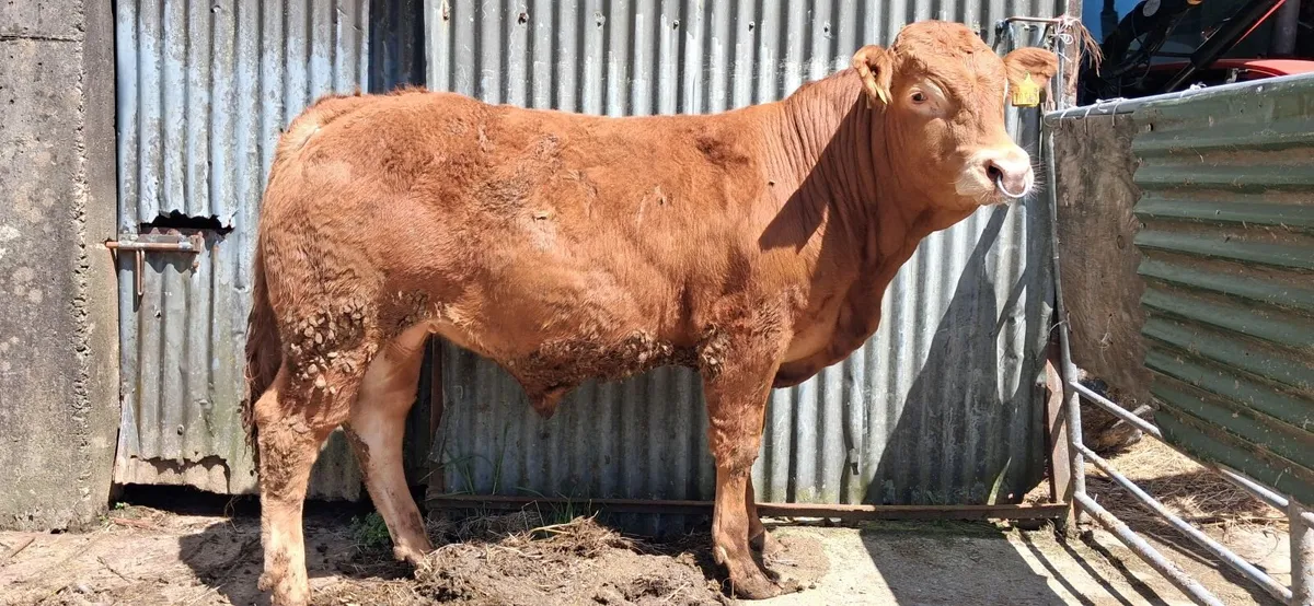 Super Pedigree Limousin Bull   🌟 🌟 🌟 🌟 🌟 - Image 3