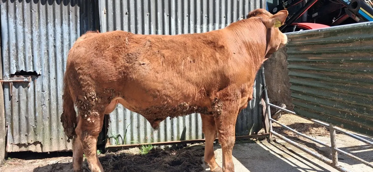 Super Pedigree Limousin Bull   🌟 🌟 🌟 🌟 🌟 - Image 4