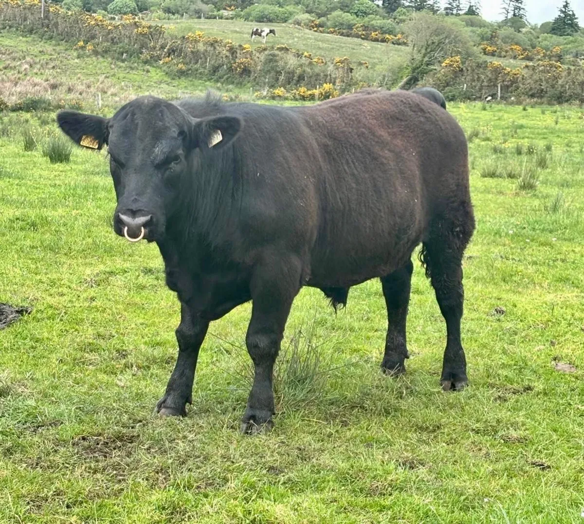 Aberdeen Angus Bulls - Image 2
