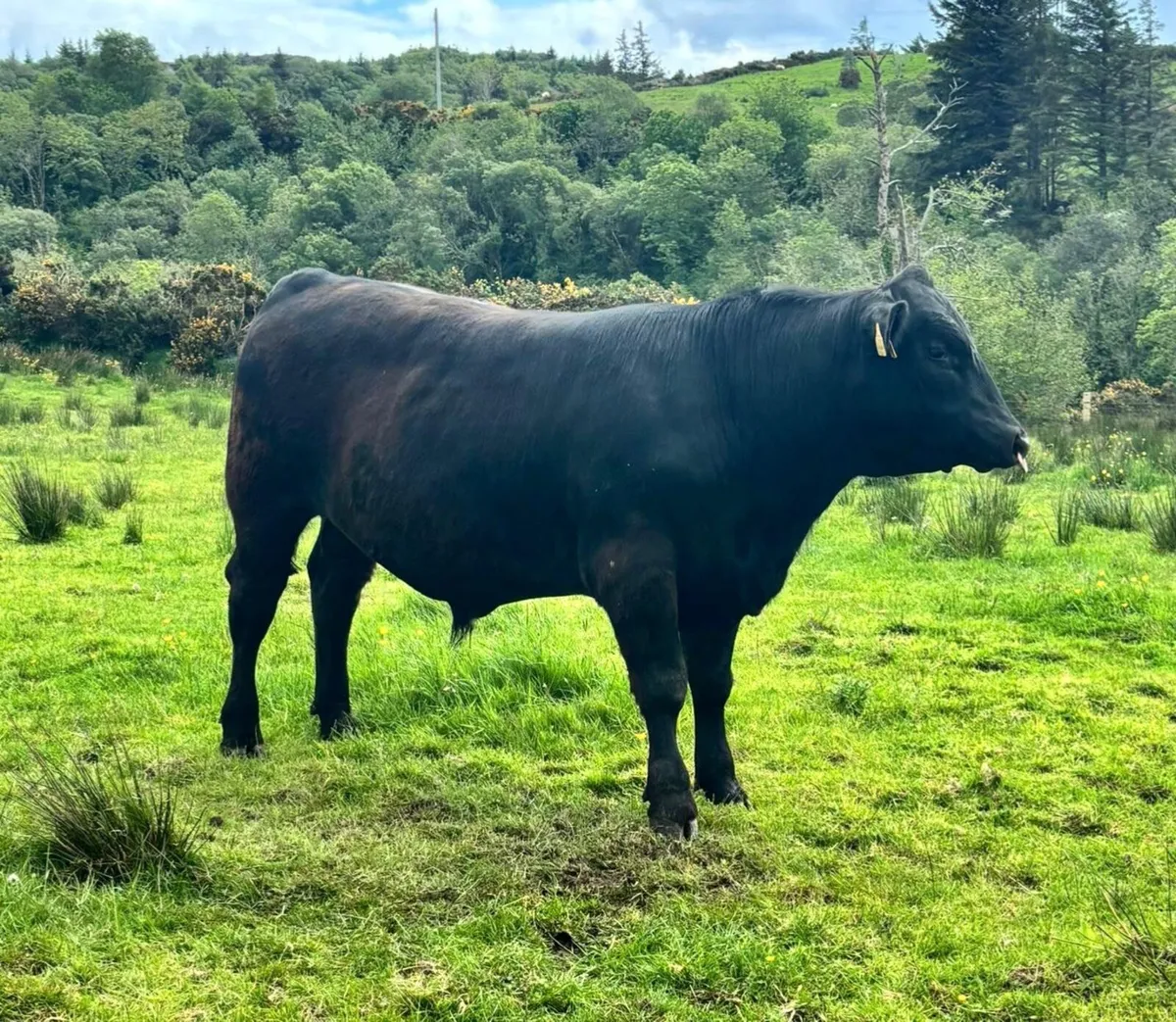 Aberdeen Angus Bulls - Image 3