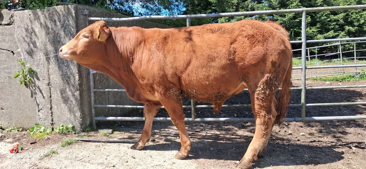 Super Pedigree Limousin Bull   🌟 🌟 🌟 🌟 🌟 - Image 2