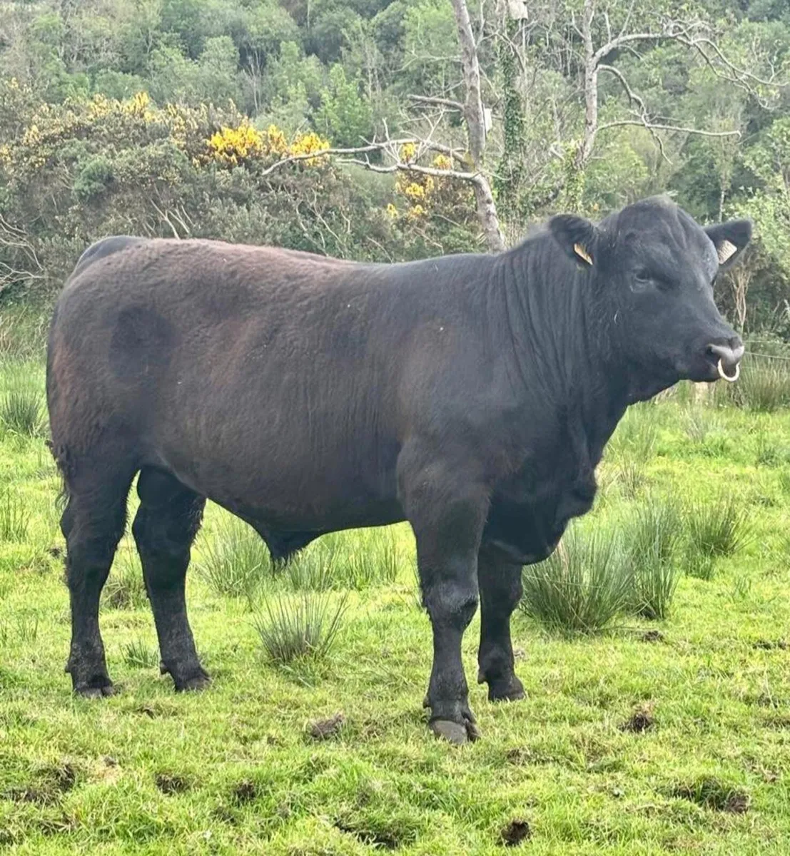 Aberdeen Angus Bulls - Image 1
