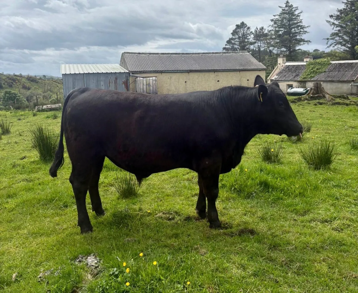 Aberdeen Angus Bulls - Image 4