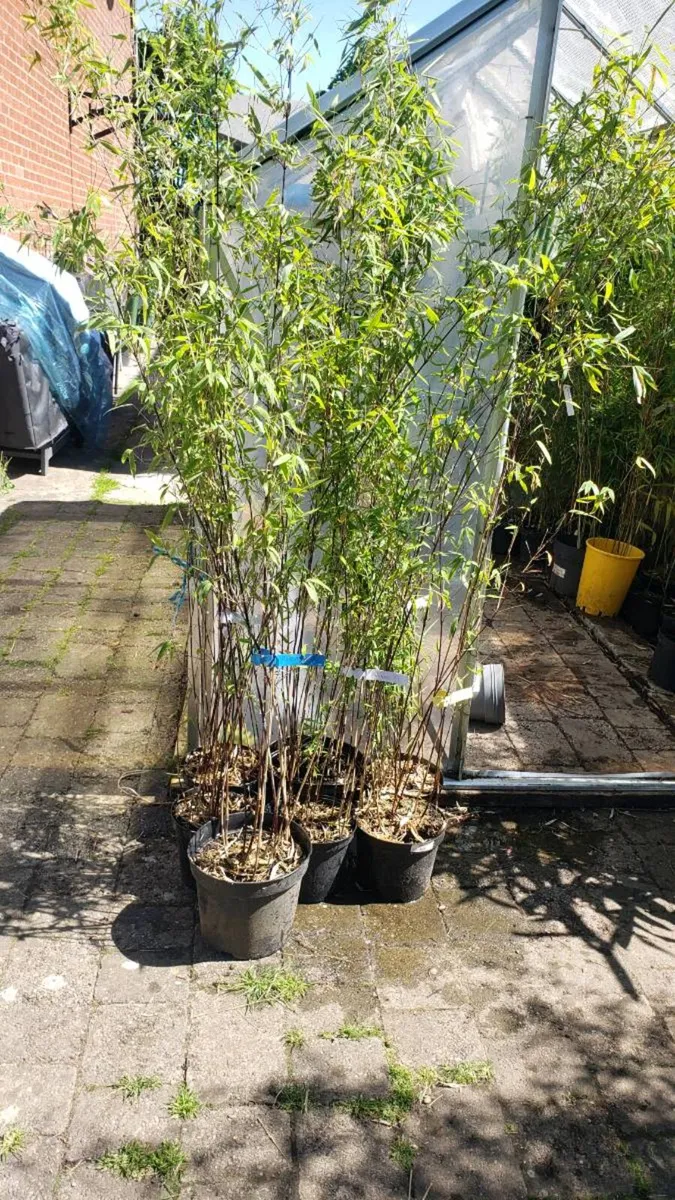 Volcano bamboo Evergreen for hedge - Image 1