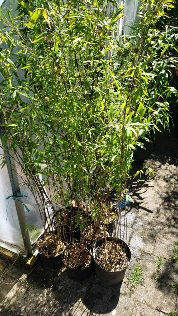 Volcano bamboo Evergreen for hedge - Image 2