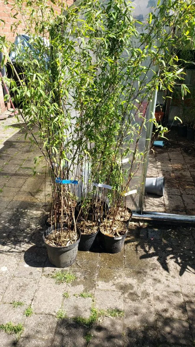 Volcano bamboo Evergreen for hedge - Image 3