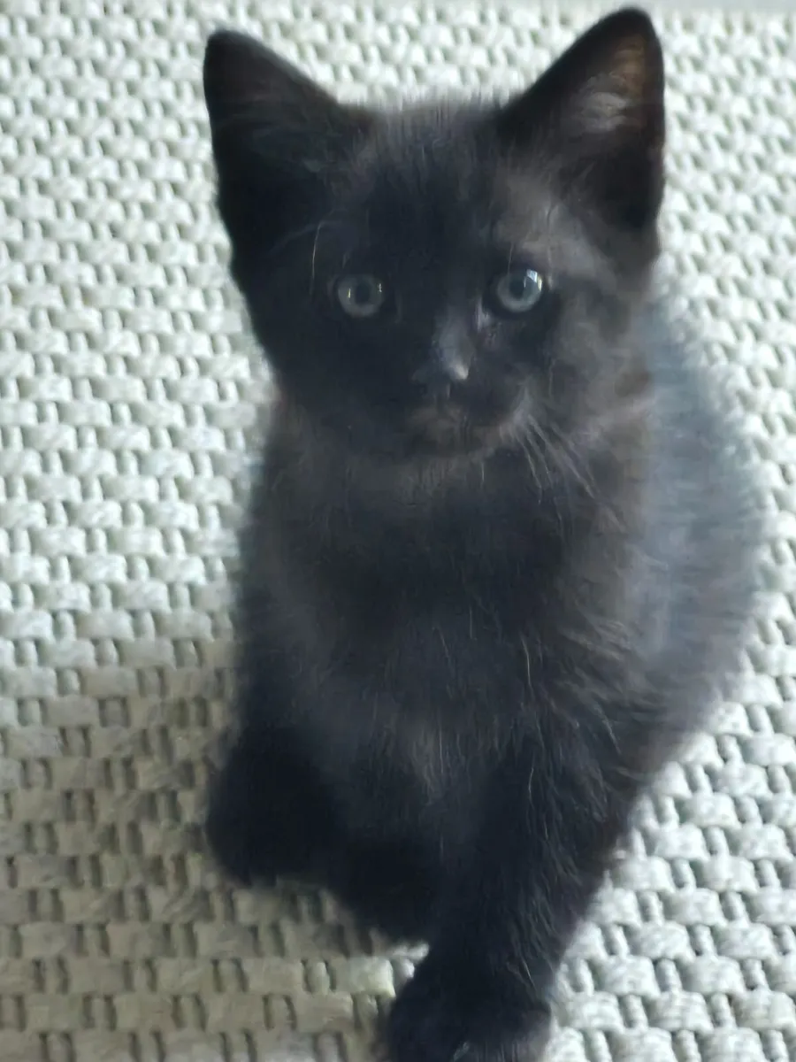 Sweet Kittens Ready for Their New Adventure - Image 1